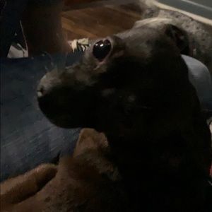 Meet your Posher, Kendall